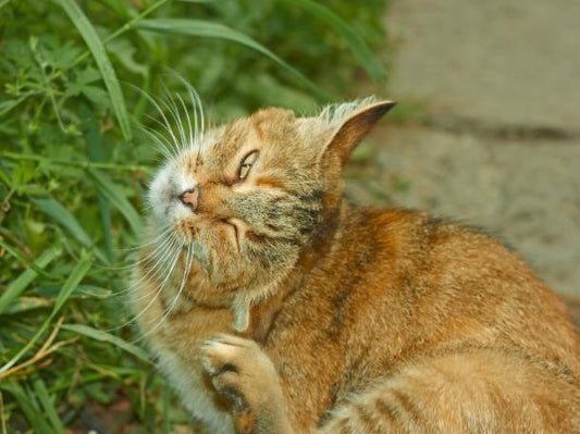 How to deter cats from you yard