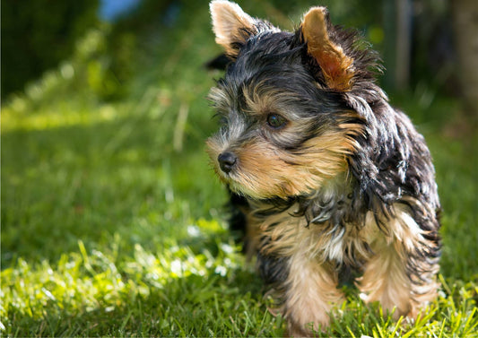 Do Ultrasonic Pest Repellers Affect Dogs