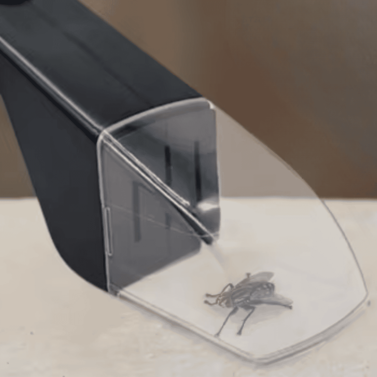 Spider and Insect Catcher in action