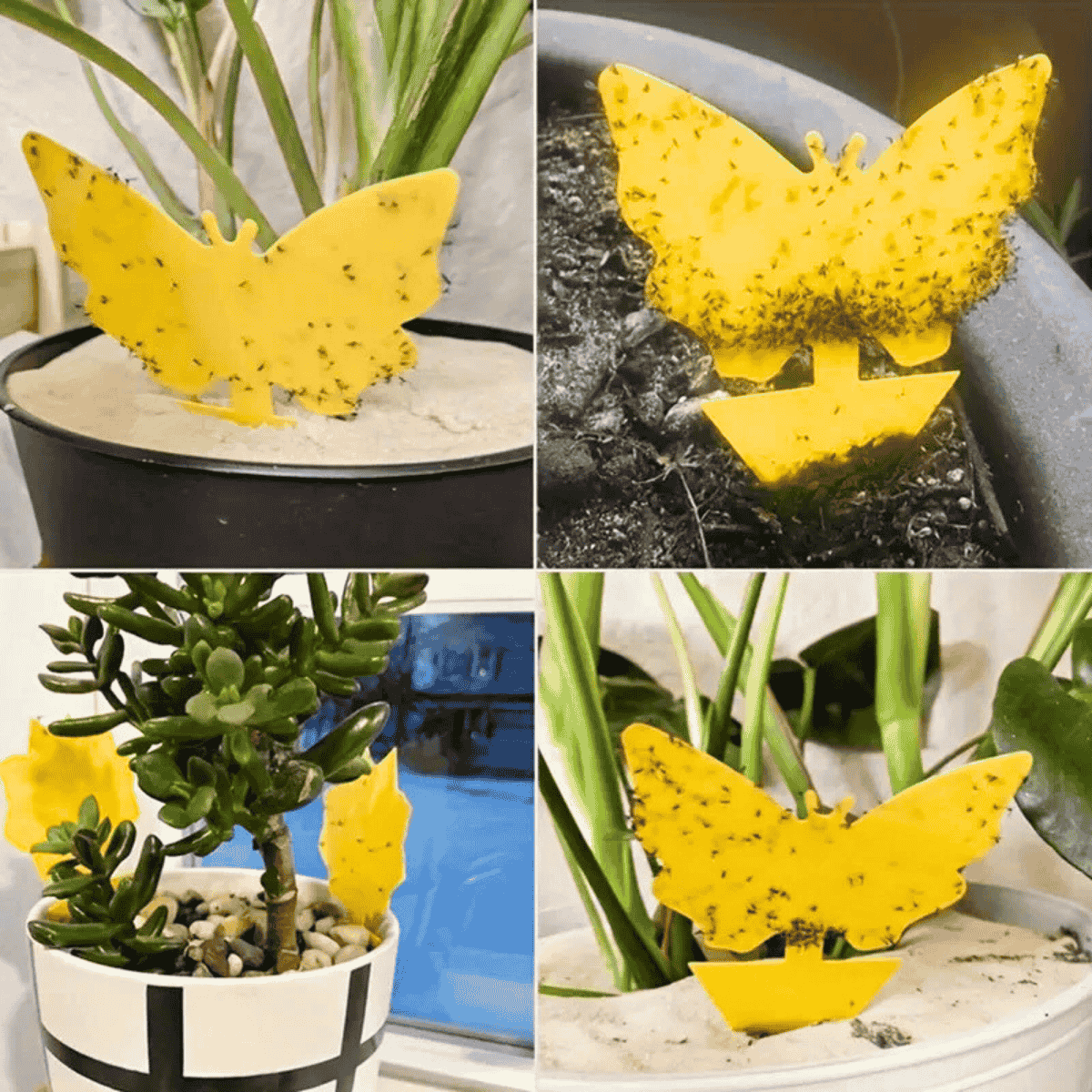 Yellow butterfly-shaped gnats Sticky Traps for Plants in various pots with plants.