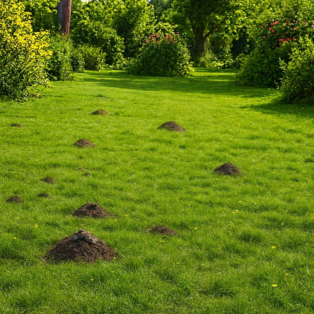 a garden before using molevox with mole holes