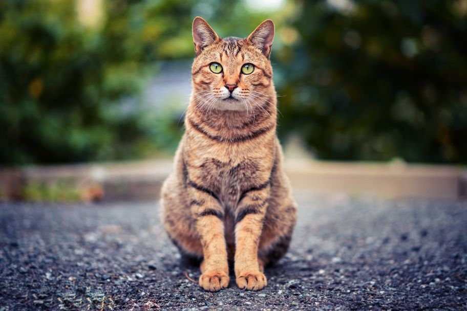 What repels cats: All you need to know