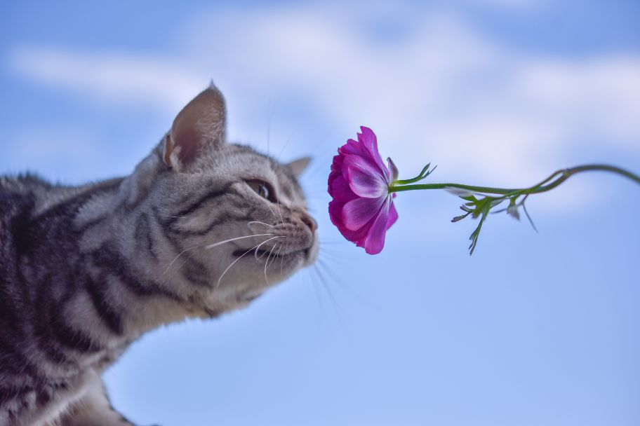 Cat smelling a plant with a scent that deter cats