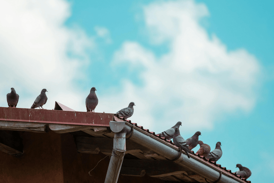 How to repel pigeons naturally