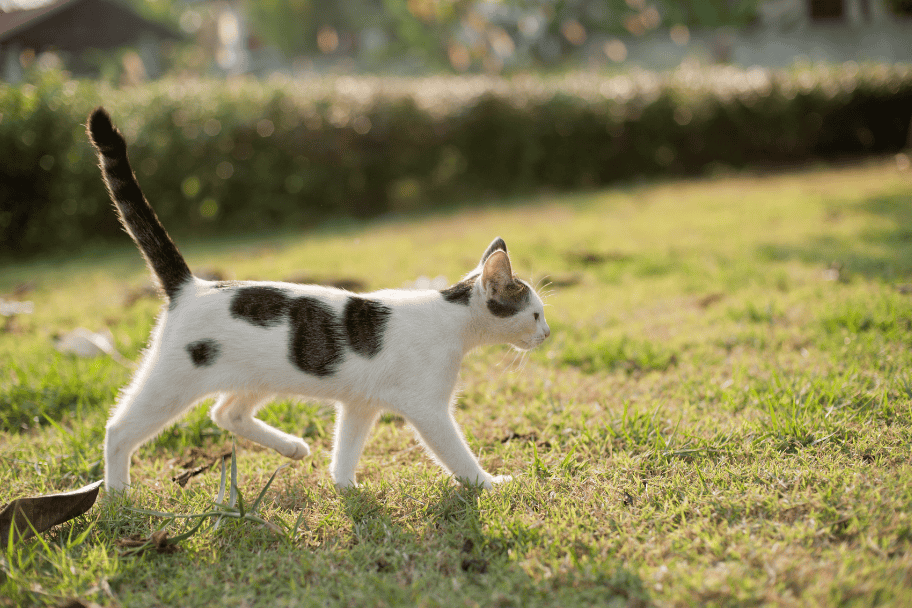 Cat entering someone yard