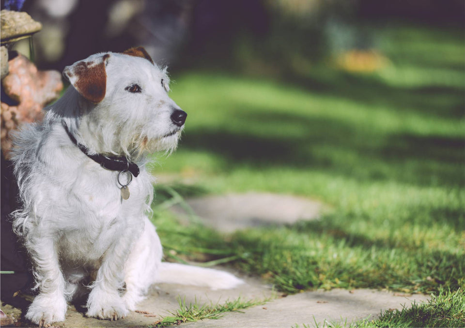 How to repel dogs from your yard