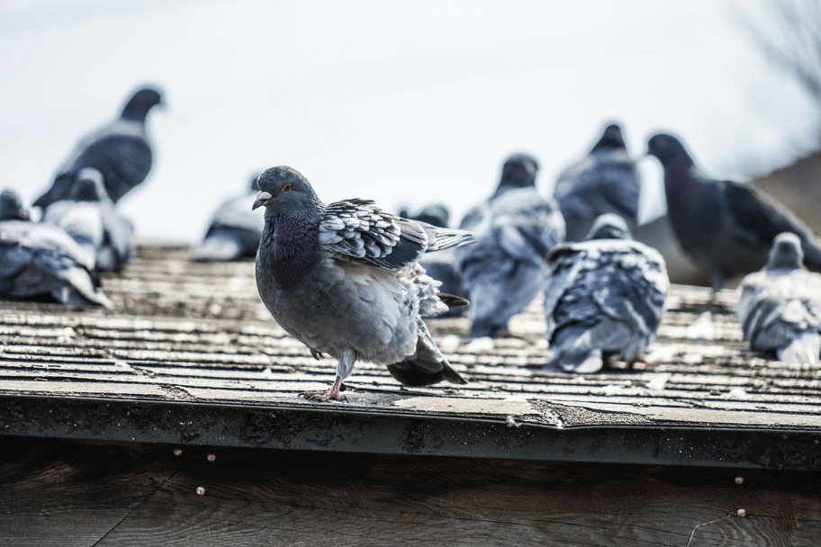 What repel pigeons