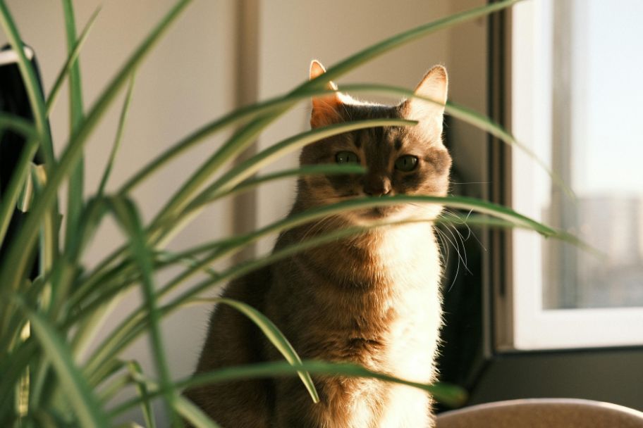 cat near a plant that is used to repel cats
