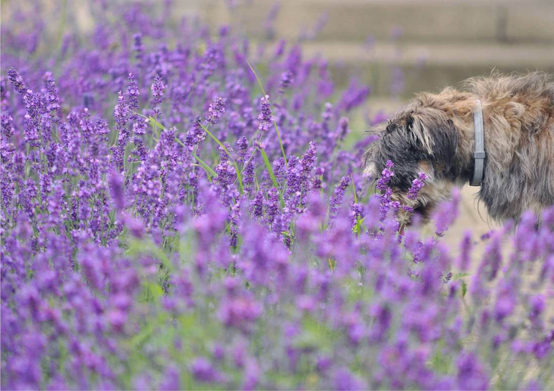 What smells repel dogs 