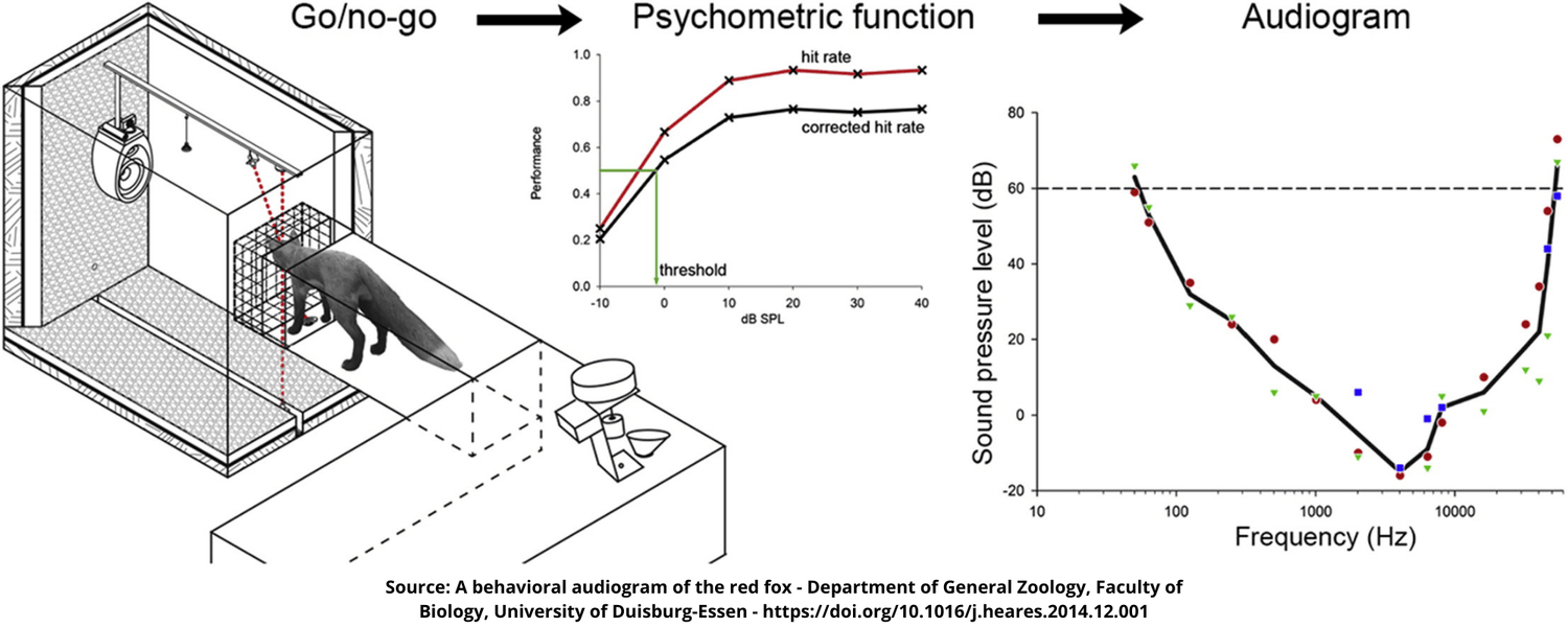 Diagram of a sound pressure level measurement setup with a psychometric function and audiogram showing the hearing frequency of a fox.