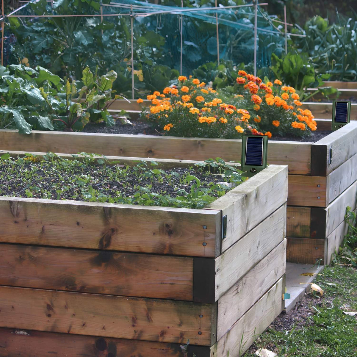 Wooden raised garden beds in a backyard garden, with one bed containing green leafy plants and another filled with bright orange marigold flowers. Rabbitblock rabbit ultrasonic repellers are mounted on the wooden borders.
