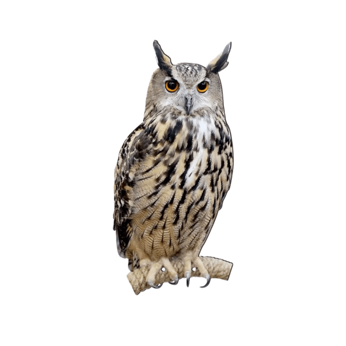 Owl decoy on a white background